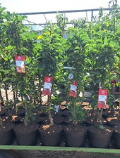 Säulenobstbäume Apfel Kirsche Birne Pflaume Obst Terrassenobst Zwergobst Säule