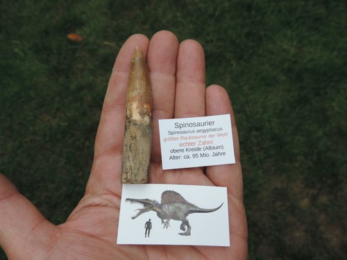 Großer zahn vom spinosaurus - vom,