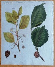 Bertuch Originaldruck Koloriert Botanik Buche Ulme - 1792