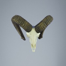 778MU Mufflon jagdtrophae, Wildschaf, Horn 77-72cm C.24,5cm DE 