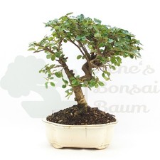 BONSAI Fächer- Zwergmispel