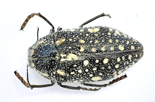 Buprestidae julodis sp - julodis,
