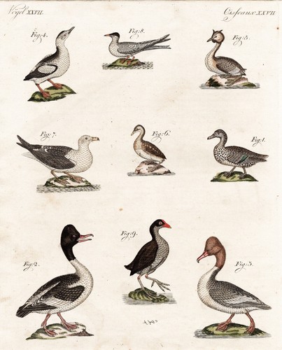 Möwe vögel vogel birds - vögel,