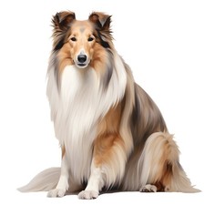 3x Sticker Long Hair Collie