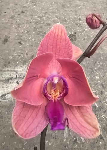 Orchidee phalaenopsis phal - orchidee,