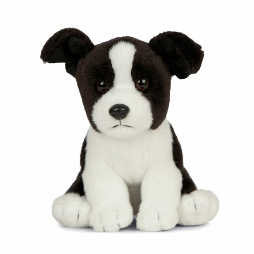 Border collie sitzend - border, hund