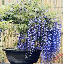 Blauregen Wisteria Sinensis