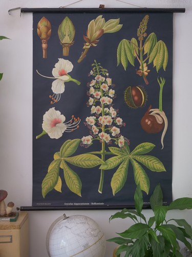 Vintage schulwandkarte - |,