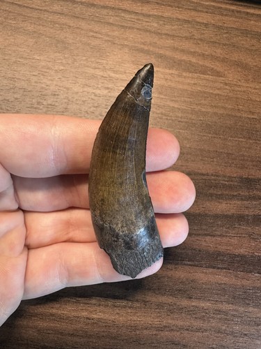 Zoll großer suchomimus - 2,76,