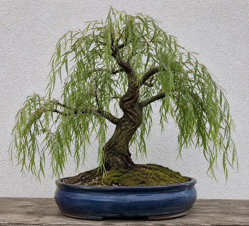 Echte trauerweide salix - 1x,