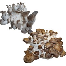 Hawlik Pilzbrut, BIO Edelpilz-Mix, Pilze züchten Set, Shiitake & Kräuterseitling