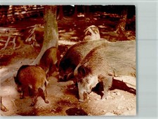 40100802 - 3593 Rehbach Wildschweine Futtersuche