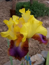 IRIS   Schwertlilie INTREPIDE