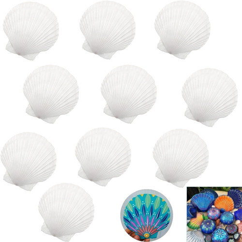Muschelschale muscheln - muschelschale, muscheln,10