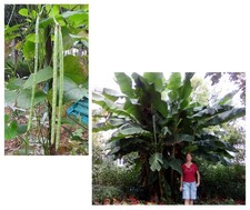 Samen Sparset Riesen-Banane