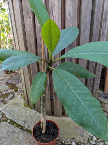 Plumeria frangipani gold dust - plumeria,
