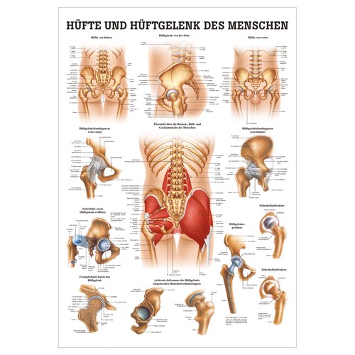 Hüfte und hüftgelenk - hüfte,