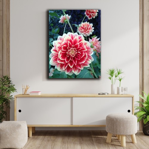 Rot rosa dahlie blumen - &,