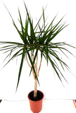 Drachenbaum - Dracaena