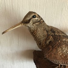 ? Elegantes Präparat einer Waldschnepfe (Scolopax rusticola) Trophäe Jagd Deko