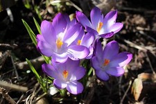 100 Botanische Krokusse Ruby