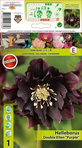 Helleborus double ellen - helleborus, purple