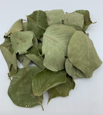 SIDR BLÄTTER 20g - Ziziphus