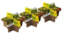 Duft stern citronella - 11, 75