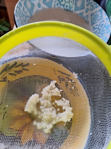 🥛🍶🥣🤍Kefirpilz