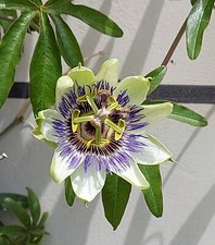 SAMEN Passiflora Passionsblume die Zierpflanze mit vielen fantastischen Blüte