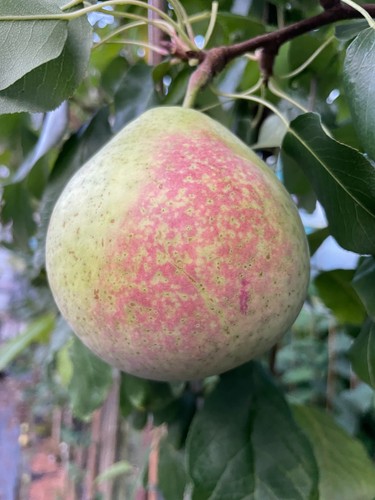 Säulenbirne mramornaja - säulenbirne,