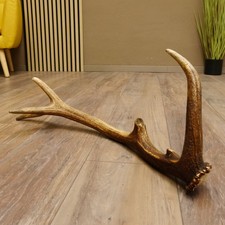 Rothirsch Stange 10 ender Gewicht 0,85 kg L 64 cm Hirsch Abwurfstange 71.1.190