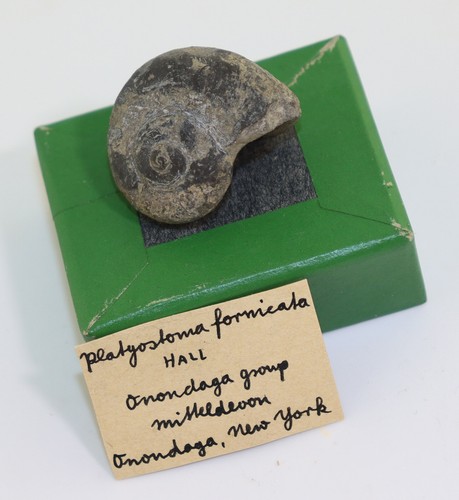 Schnecke platystoma - schnecke,,