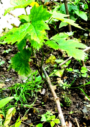 Weinrebe weintraube perle von - weinrebe,weintraube,perle,