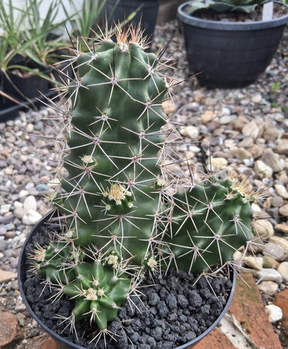 Ecx einztelstück echinocereus - ecx,