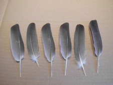 10  Taubenfedern, Naturfedern