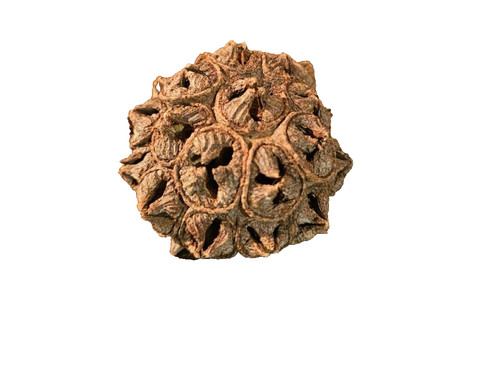 Eukalyptus lehmannii 6cm - eukalyptus,