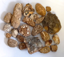 Sternberger Kuchen Muschel Fossilien ~7kg Promoisel Insel Rügen 2011 #FOS131