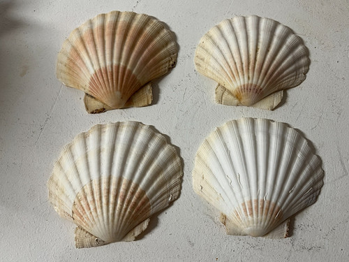 Jakobsmuschel hälften - 4,
