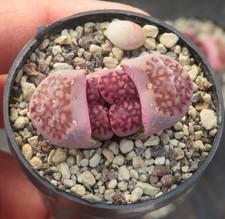 1x Lithops salicola cv Bacchus