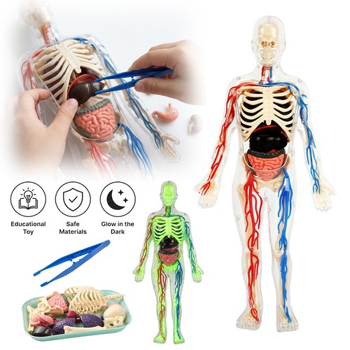 Figurenmodell menschlicher - figurenmodell,