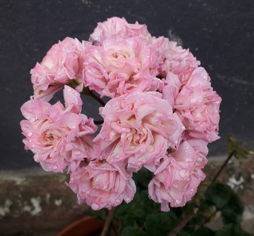 Pelargonie große jungpflanze - pelargonie,