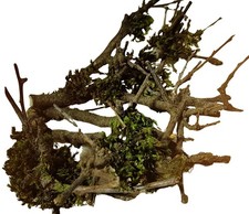 Springspinnen Vital Park