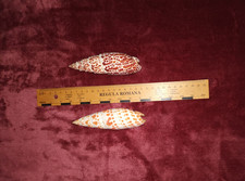 # grosse Mitridae - Mitra papalis - Mitra mitra - ca. 13,5 cm ! - Sammlung  Deko