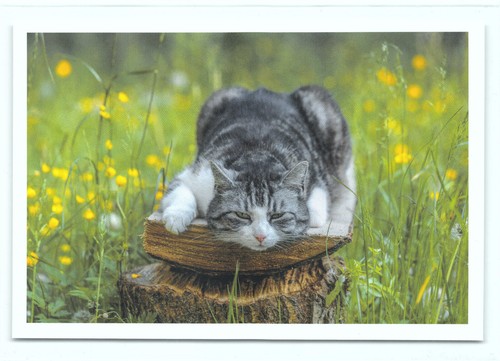 Postkarte katze - ak, 19°