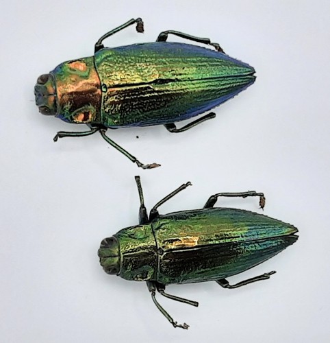 Buprestidae x chrysodema - buprestidae,,