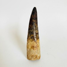 Exceptional Spinosaurus Tooth