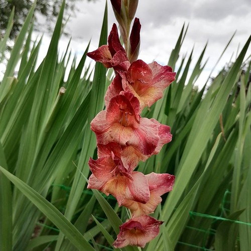 Gladiolus - @, (◕‿◕)\@