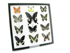 12 echte präparierte tote