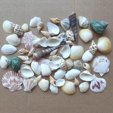 Shells Mixed, Natur Muscheln